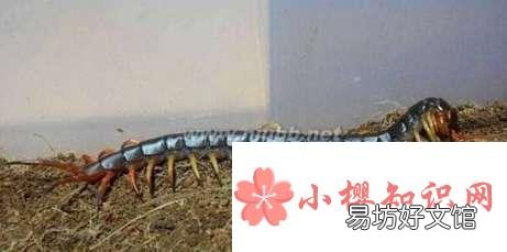 世界上最大的蜈蚣
