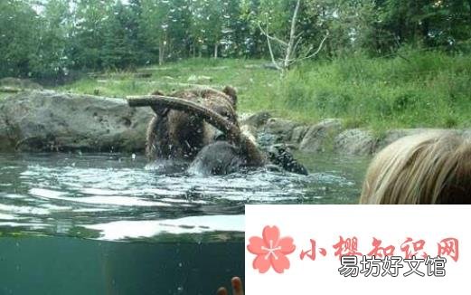 世界十大兽孩