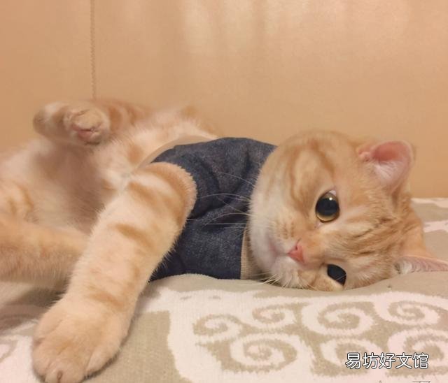 橘猫是土猫吗(橘猫是不是土猫的一种)