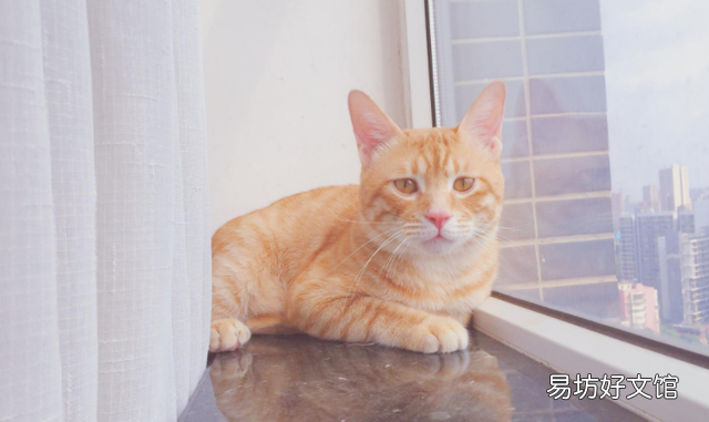 橘猫是土猫吗(橘猫是不是土猫的一种)
