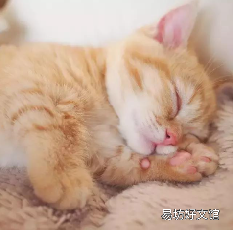 橘猫是土猫吗(橘猫是不是土猫的一种)