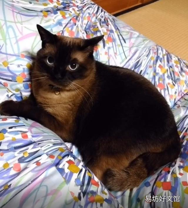 暹罗猫为什么越来越黑(暹罗猫会黑成什么样)