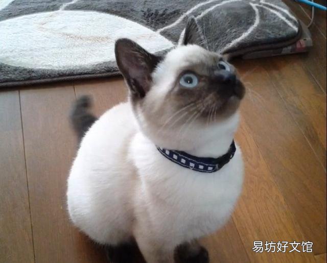 暹罗猫为什么越来越黑(暹罗猫会黑成什么样)