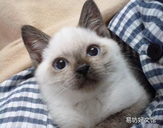 暹罗猫为什么越来越黑(暹罗猫会黑成什么样)