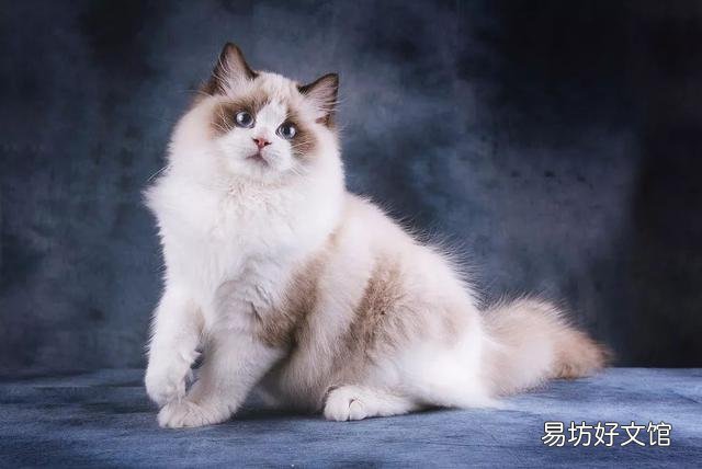 蓝双布偶猫图片(蓝双布偶猫和海双布偶猫的区别)