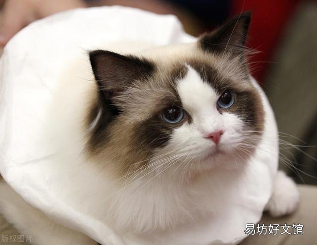 蓝双布偶猫图片(蓝双布偶猫和海双布偶猫的区别)