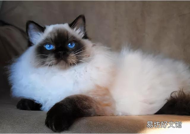 蓝双布偶猫图片(蓝双布偶猫和海双布偶猫的区别)