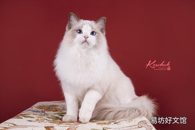 蓝双布偶猫图片(蓝双布偶猫和海双布偶猫的区别)