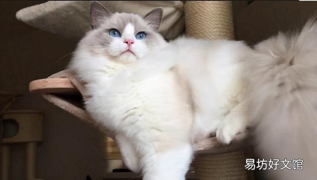 蓝双布偶猫图片(蓝双布偶猫和海双布偶猫的区别)