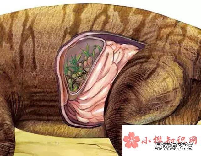 為什么有些恐龍要吃石頭？