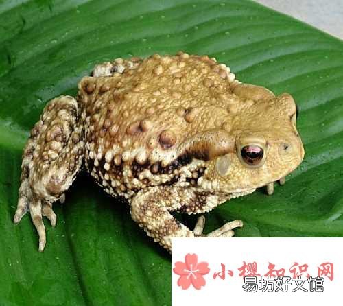 为什么癞蛤蟆爱爬不爱跳？