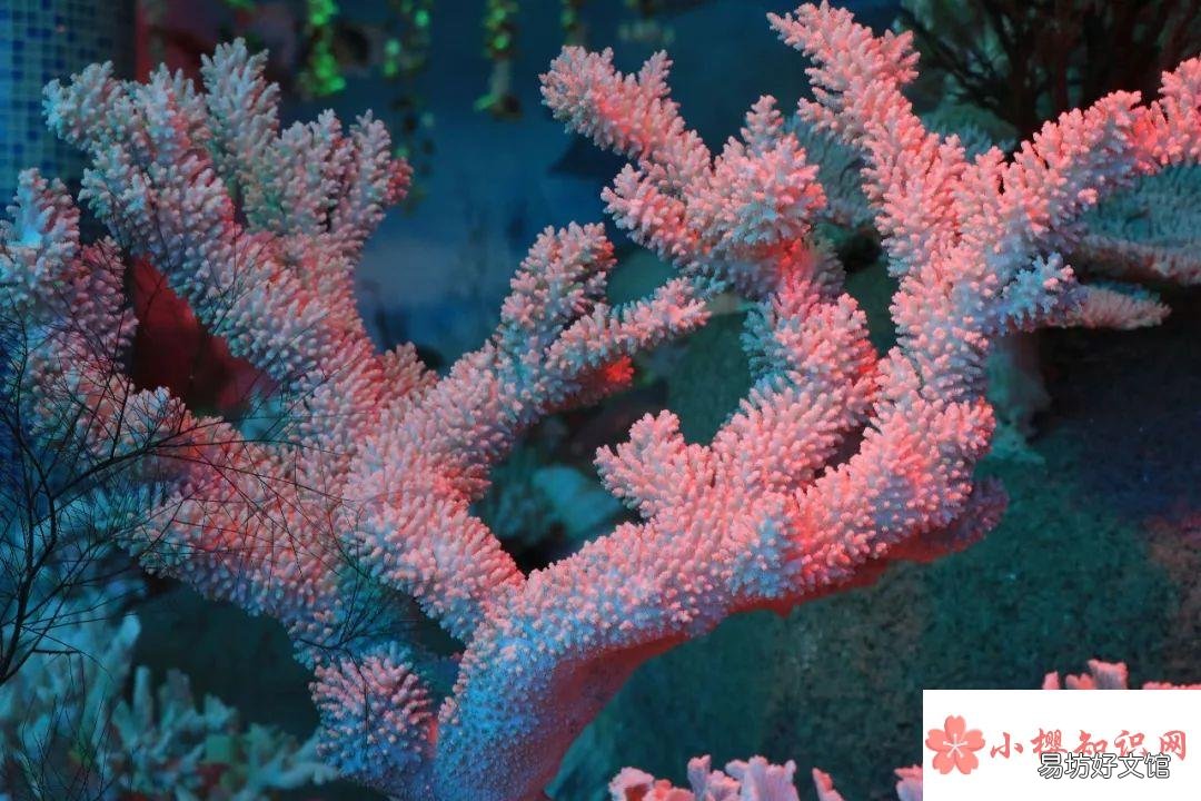 珊瑚为什么是动物而不是植物?