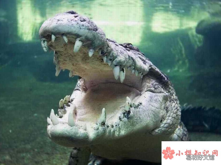 世界上最大的鳄鱼