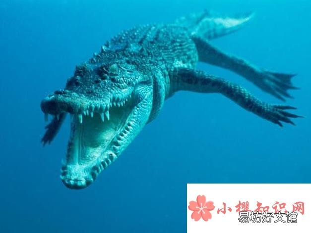 世界上最大的鳄鱼