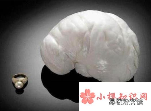世界上最大的珍珠