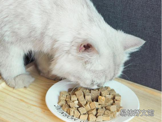猫可以吃火腿肠吗(猫可以吃火腿肠吗幼猫)