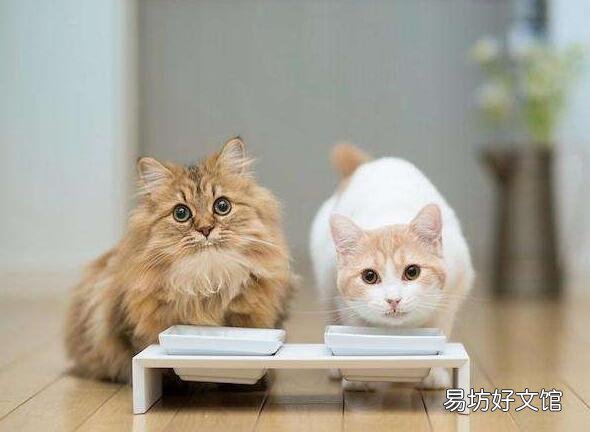 猫可以吃火腿肠吗(猫可以吃火腿肠吗幼猫)