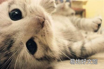 猫可以吃火腿肠吗(猫可以吃火腿肠吗幼猫)