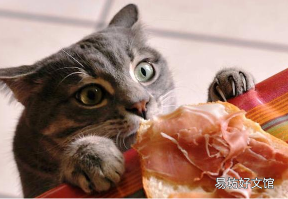 猫可以吃火腿肠吗(猫可以吃火腿肠吗幼猫)