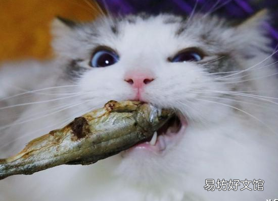 猫可以吃火腿肠吗(猫可以吃火腿肠吗幼猫)