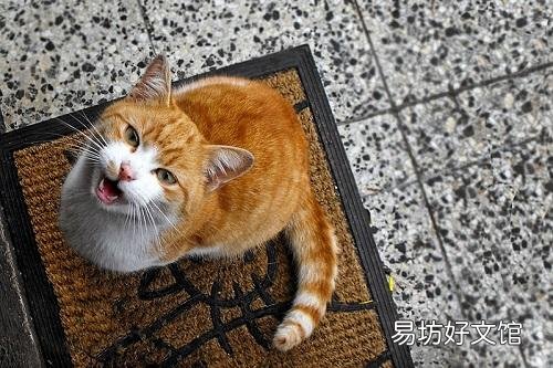 猫一直叫(猫一直叫个不停是怎么回事)