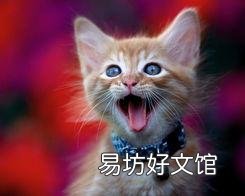 猫一直叫(猫一直叫个不停是怎么回事)