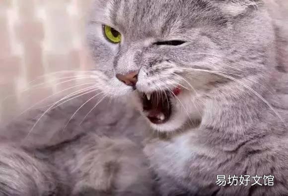 猫一直叫(猫一直叫个不停是怎么回事)