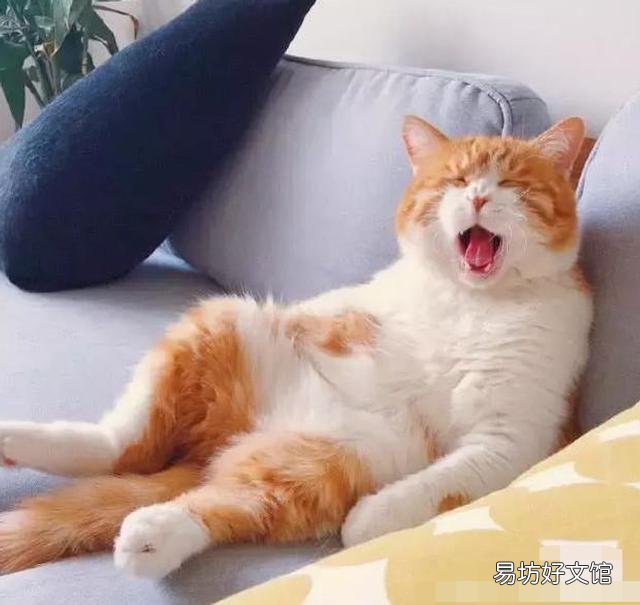 猫一直叫(猫一直叫个不停是怎么回事)
