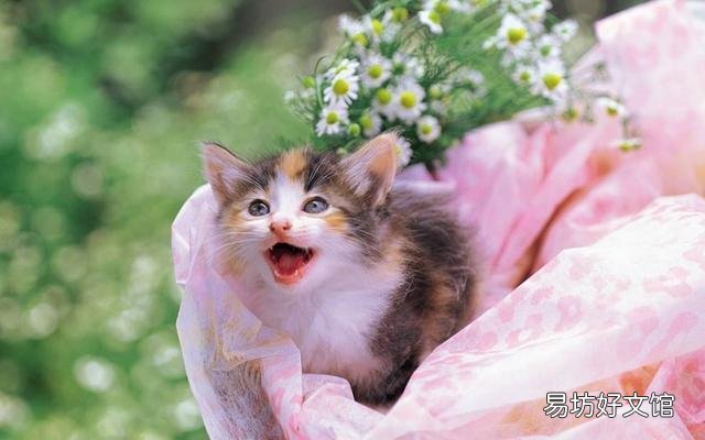 猫一直叫(猫一直叫个不停是怎么回事)