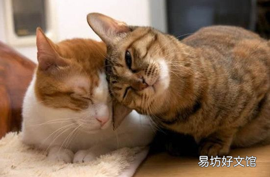 猫一直叫(猫一直叫个不停是怎么回事)