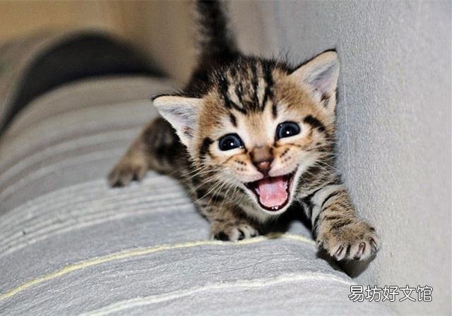 猫一直叫(猫一直叫个不停是怎么回事)