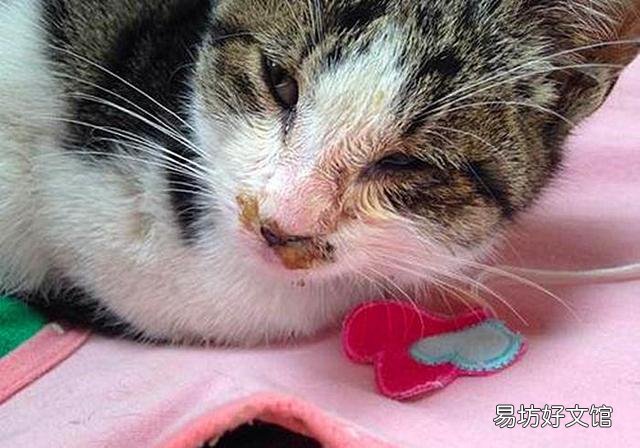猫打喷嚏是怎么回事(开空调猫打喷嚏是怎么回事)