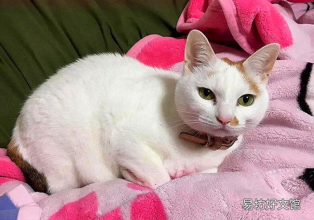 猫打喷嚏是怎么回事(开空调猫打喷嚏是怎么回事)