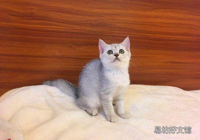 猫打喷嚏是怎么回事(开空调猫打喷嚏是怎么回事)
