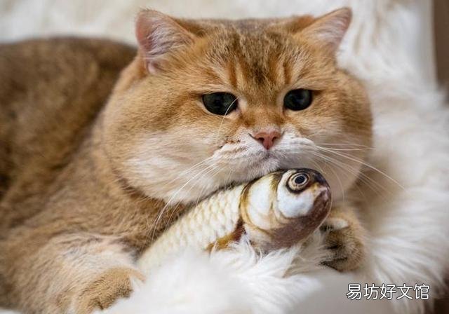 猫能吃虾吗(宠物猫能吃虾吗)