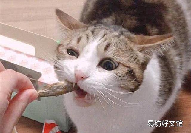 猫能吃虾吗(宠物猫能吃虾吗)