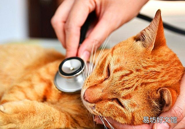 猫能吃虾吗(宠物猫能吃虾吗)