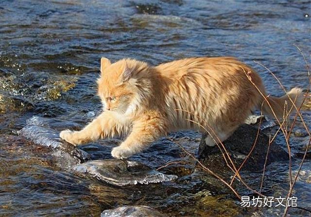 猫能吃虾吗(宠物猫能吃虾吗)
