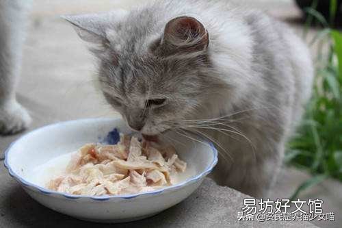 母猫产后吃什么补身体(母猫产后吃啥)