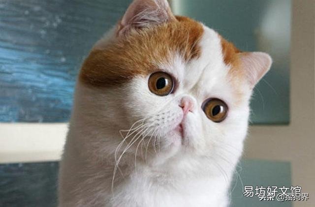 猫一天要吃多少猫粮(成年猫一天要吃多少猫粮)