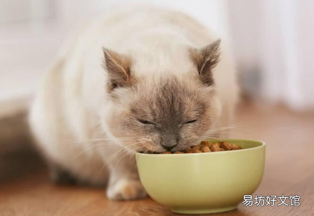 猫一天要吃多少猫粮(成年猫一天要吃多少猫粮)