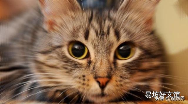 猫一天要吃多少猫粮(成年猫一天要吃多少猫粮)