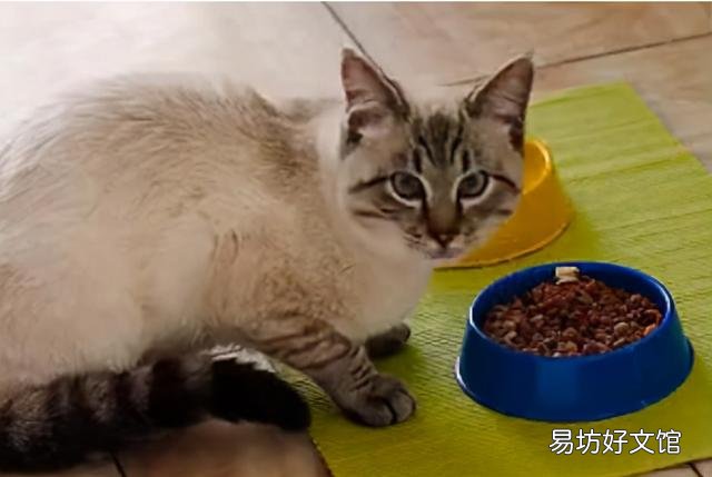 猫一天要吃多少猫粮(成年猫一天要吃多少猫粮)