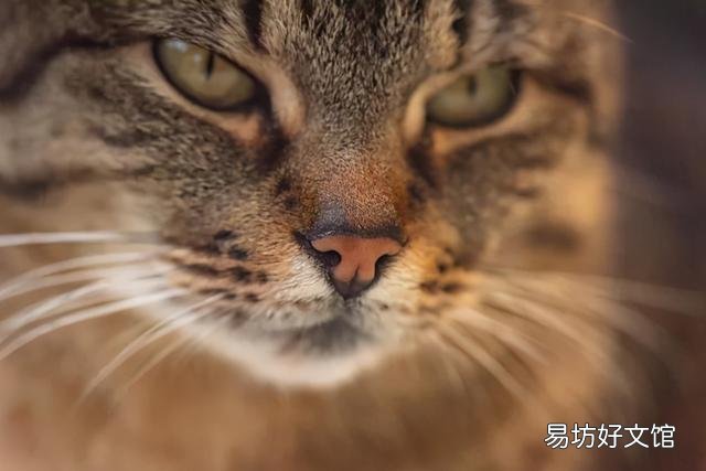 猫胡子的作用(猫胡须的作用)