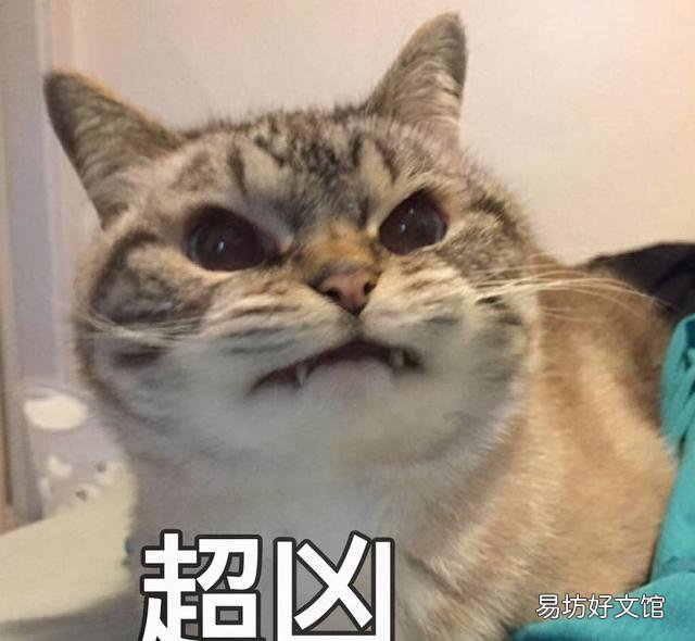 猫胡子的作用(猫胡须的作用)