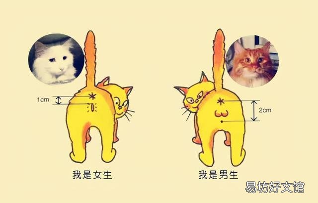 猫怎么看公母(2个月的猫怎么看公母)