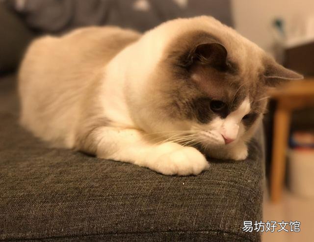 猫怎么看公母(2个月的猫怎么看公母)