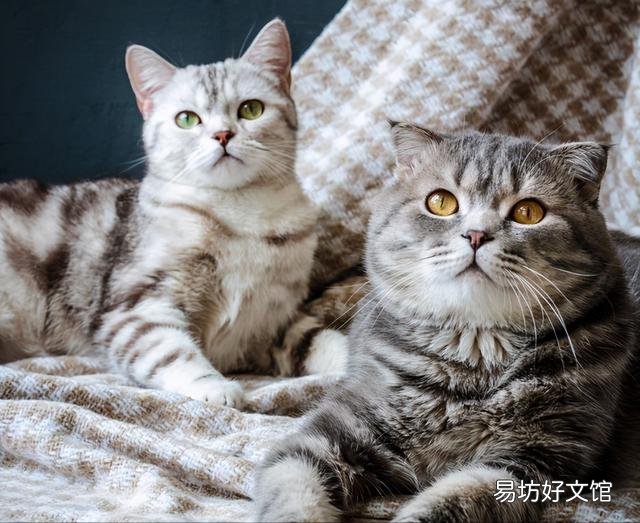 猫怎么看公母(2个月的猫怎么看公母)