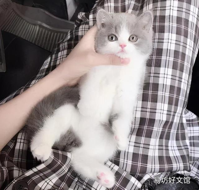 猫起什么名字好(猫起什么名字好听)