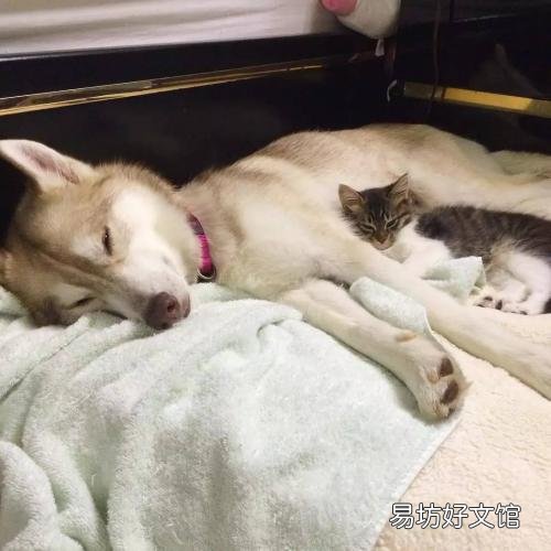 猫和狗为什么是天敌(猫和狗为什么是天敌民间传说)